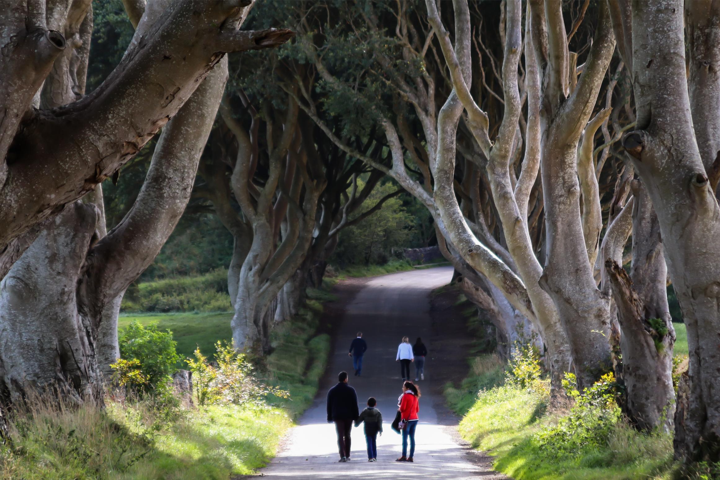 The Dark Hedges in County Antrim, Northern Ireland